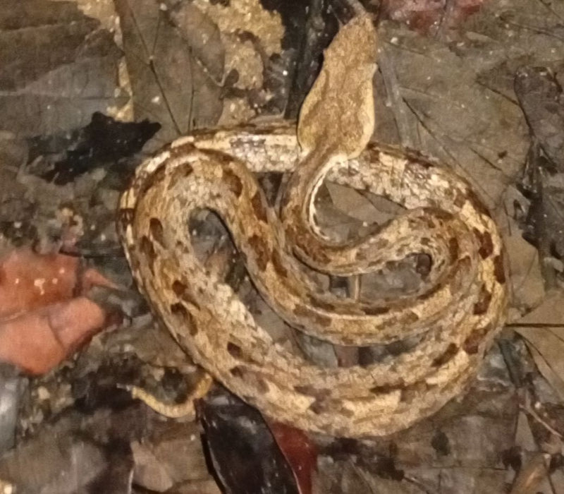 Una vipera dal naso gibboso riposa raggomitolata sulla lettiera di foglie secche. La testa triangolare e la livrea mimetica si fondono con il terreno.