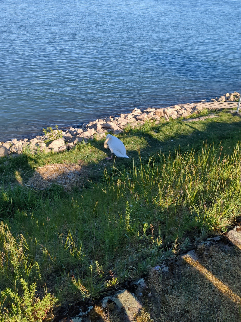 Cigno muto — Bild 1