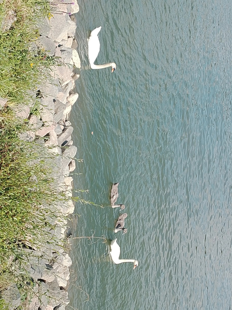 Sull'acqua vicino a una riva rocciosa, due cigni reali bianchi nuotano insieme a diversi giovani grigi. Gli animali sono chiaramente visibili dall'alto.