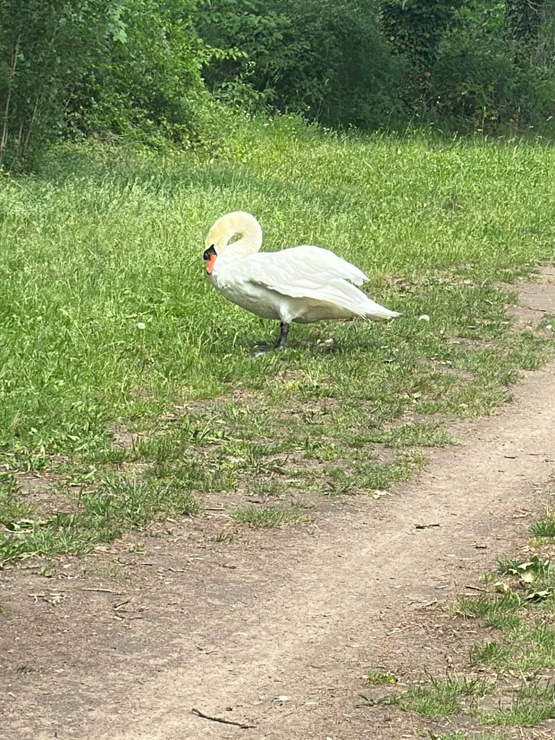Un cigno reale si trova su un sentiero erboso nel verde. Ha il suo tipico piumaggio bianco e becco arancione e nero.