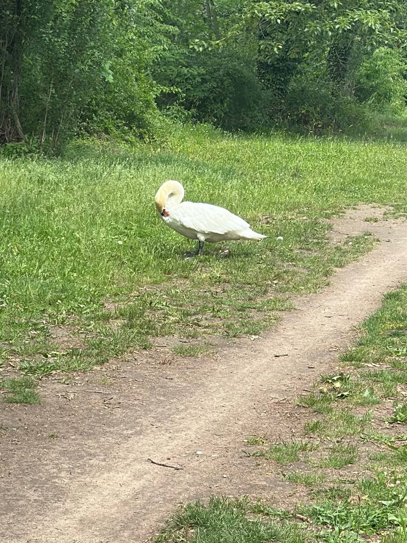 Un cigno reale si trova nell'erba verde vicino a un sentiero con la testa china. Il suo piumaggio bianco e il caratteristico becco rosso sono chiaramente vis...