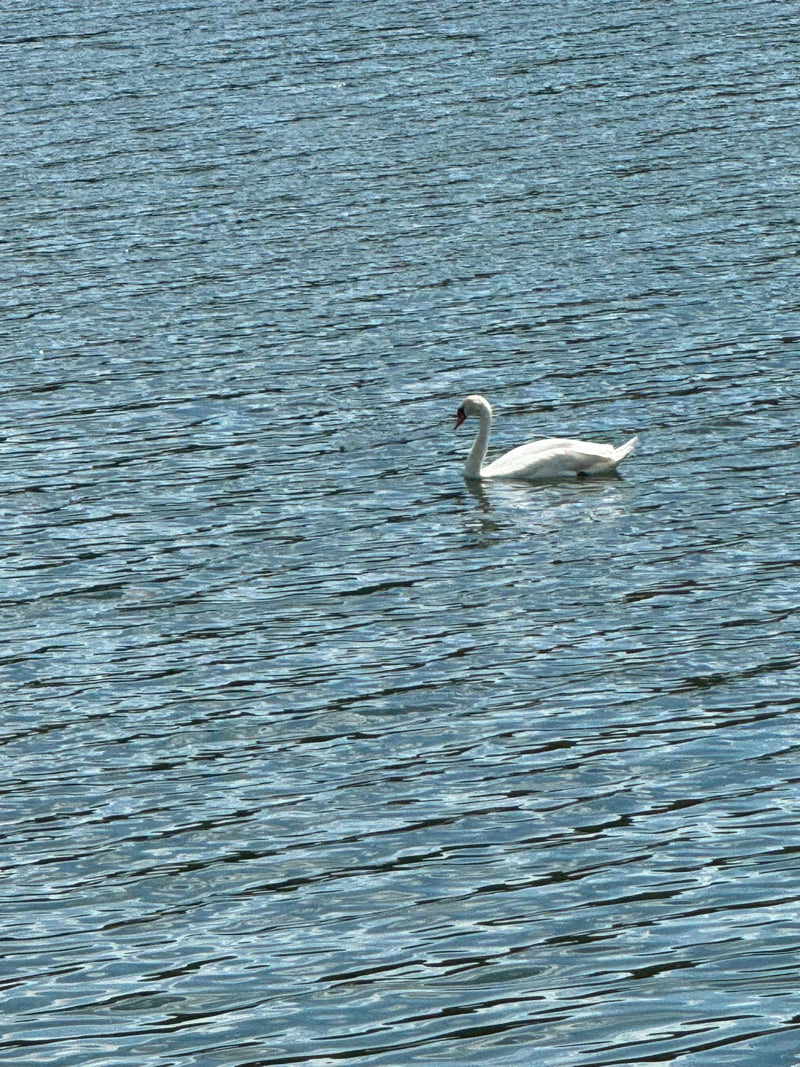 Un cigno reale bianco nuota sull'acqua mossa di un lago. L'uccello è ben visibile.