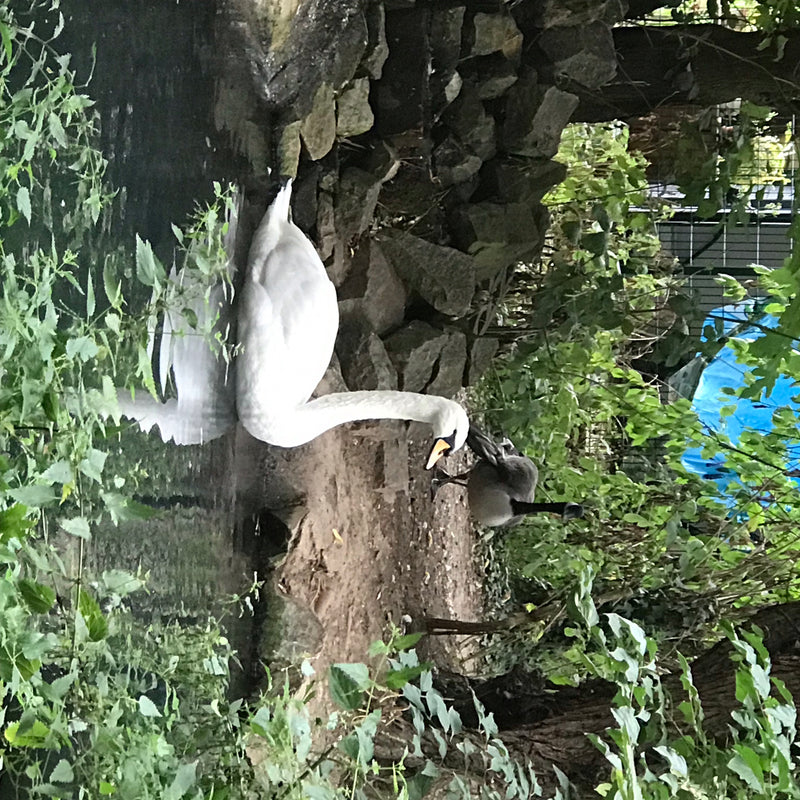Un cigno bianco si trova sulla riva sassosa di uno specchio d'acqua, mentre sullo sfondo si intravede un'oca del Canada. Il piumaggio bianco del cigno risalt...