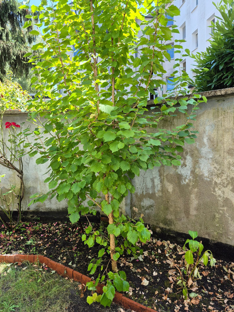 Betulla d'argento — foto 5 di 29