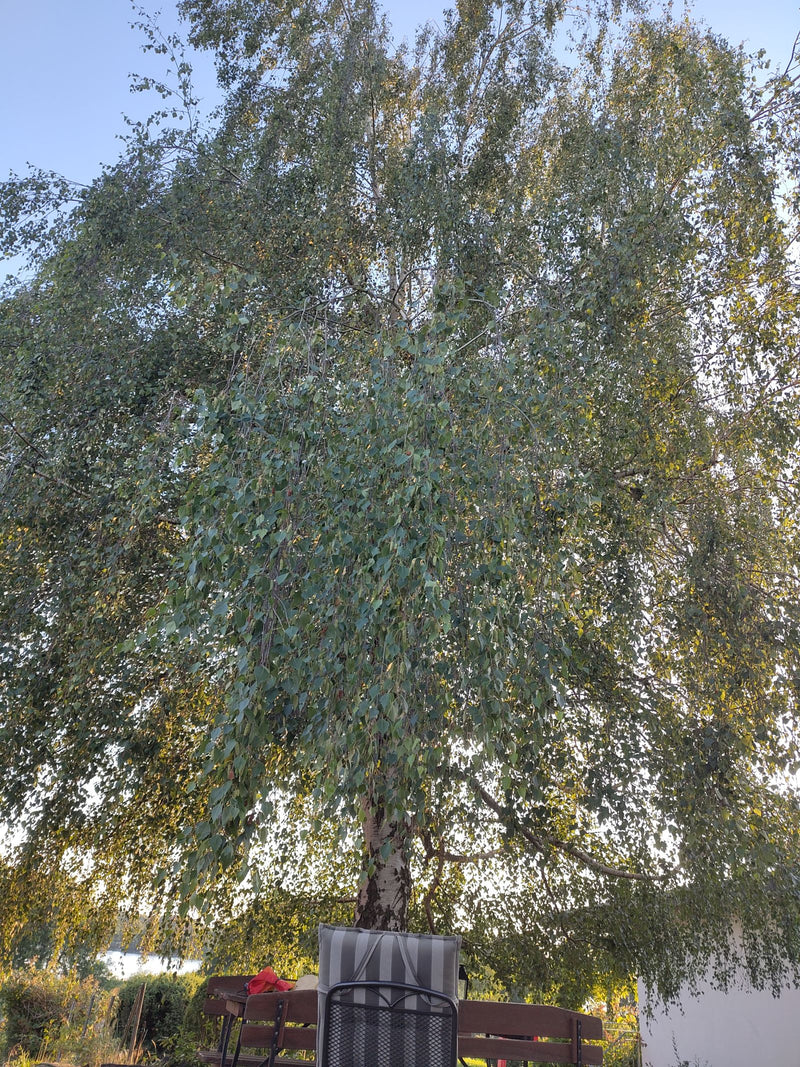 Si vede una grande betulla pendula con la sua caratteristica chioma e i rami pendenti. L'albero si trova in un giardino sotto un cielo sereno.