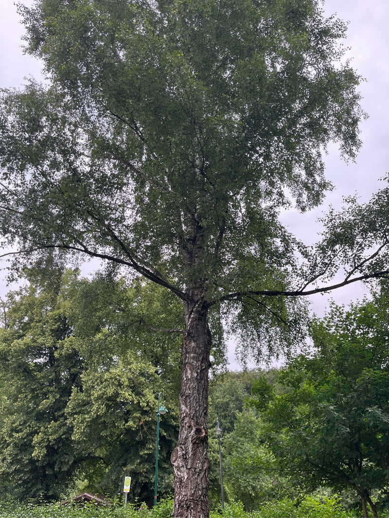 La foto mostra una betulla bianca adulta con un tronco caratteristico e una chioma espansa. L'albero si trova in un'area verde sotto un cielo nuvoloso.