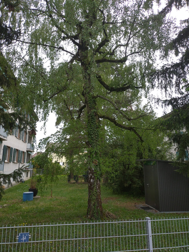 La foto mostra una betulla bianca adulta con corteccia caratteristica, in parte ricoperta d'edera, in un giardino. L'albero si trova di fronte a un edificio ...