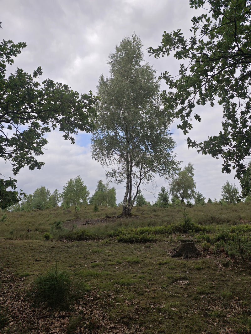 Una betulla pendula slanciata con la caratteristica corteccia bianca si erge al centro di un paesaggio di brughiera aperta. In primo piano e ai lati, altre c...