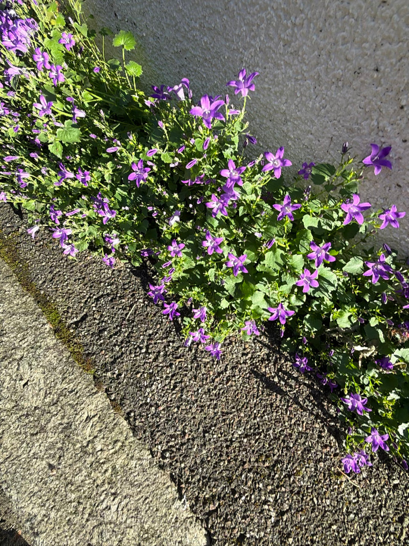Campanula pendente — Bild 1