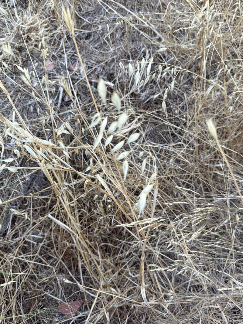 Tipo avena — Bild 2