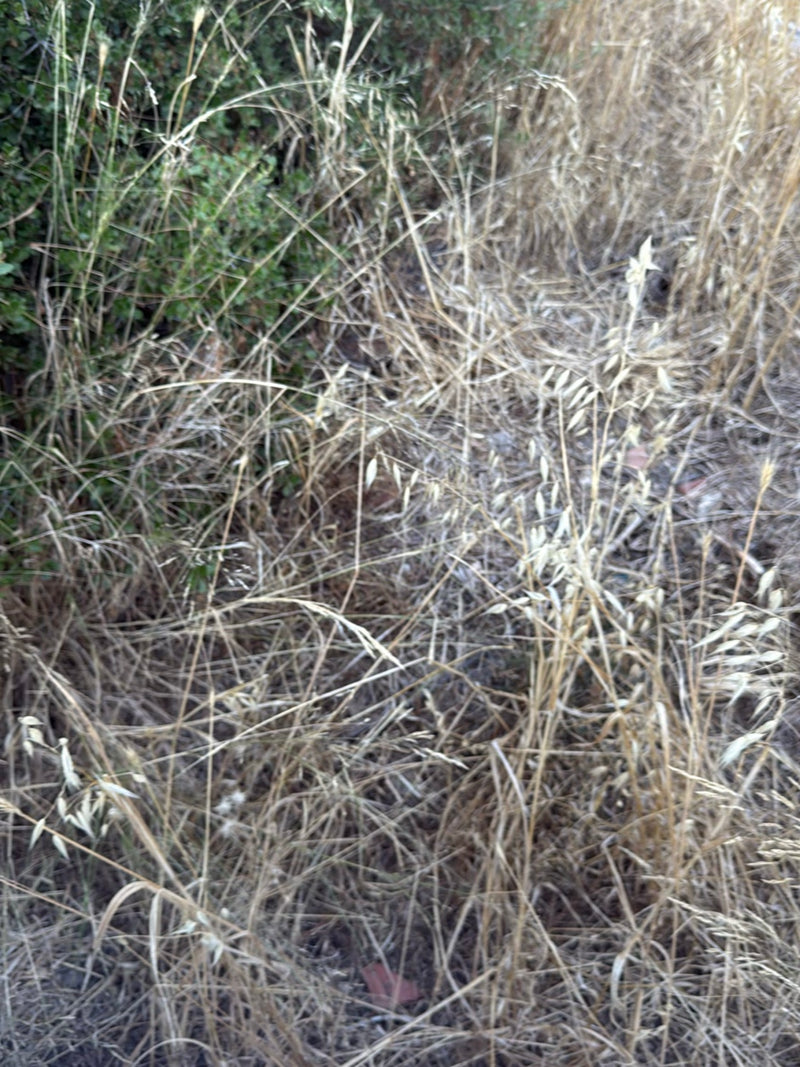 Tipo avena — Bild 3