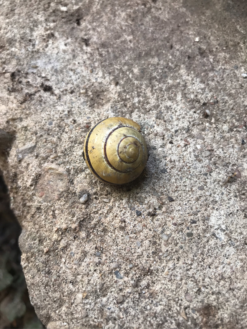 Lumaca del nastro del boschetto — foto 4 di 29