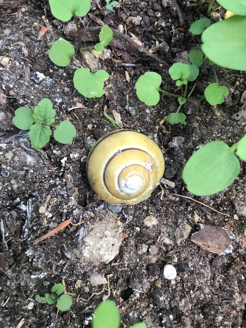 Un guscio di lumaca gialla con evidenti bande scure si trova sul terreno scuro. L'animale è circondato da piccole piantine verdi.