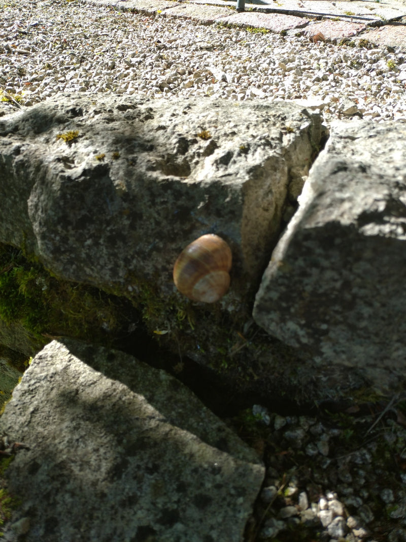 L'immagine mostra un cepaea nemoralis con il suo guscio caratteristico. È seduto su un muro di pietra grigia alla luce del sole.