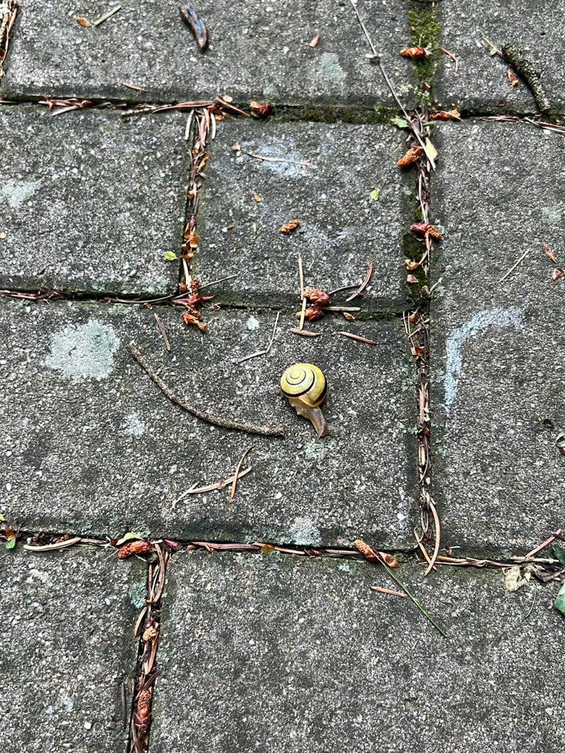 Un nicchio di lumaca arborea gialla con bande scure sul guscio striscia su lastre di pietra grigia. È circondata da piccoli rametti sparsi e frammenti di pia...