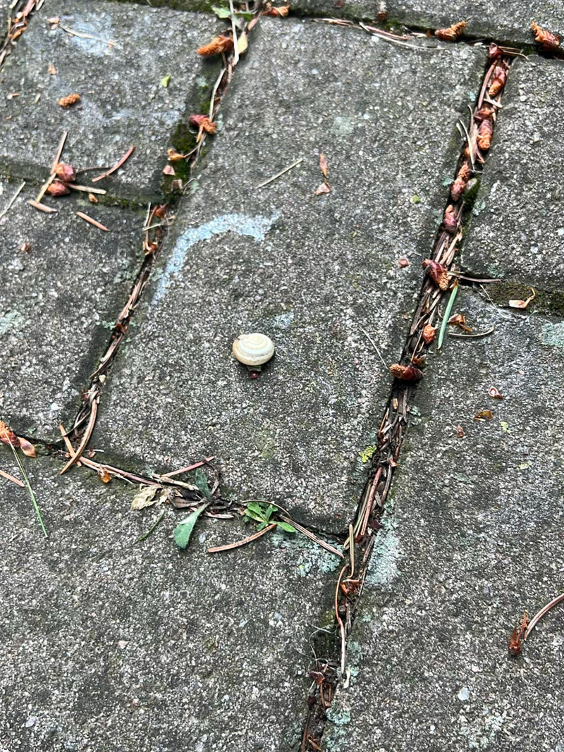 Un piccolo cepaea nemoralis siede su lastre di pietra grigia. Intorno ci sono residui di piante.