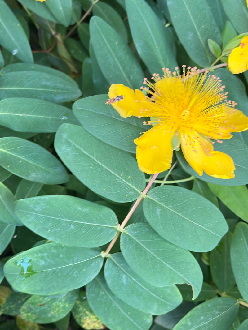 Hoverfly di Grove — Bild 3