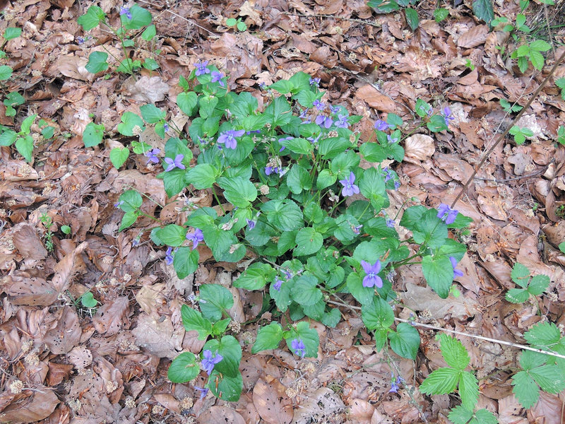 Viole del boschetto — Bild 1