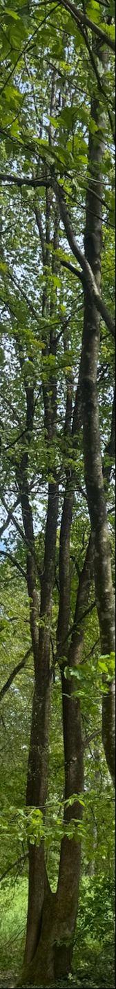 Si vede il tronco caratteristico leggermente torso e il fogliame verde di un carpino in un bosco. L'albero si trova su un terreno boschivo naturale.