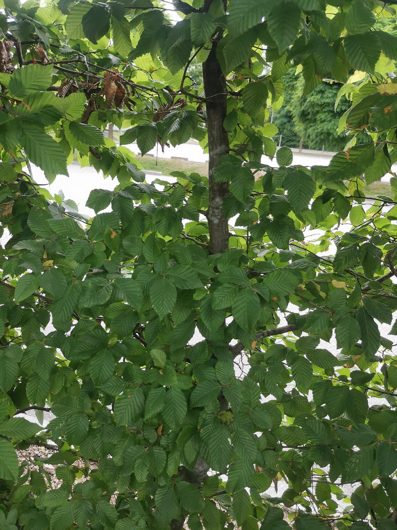 È visibile un carpino bianco con molte foglie verdi e una corteccia grigia e sottile. L'albero si trova in un ambiente naturale.