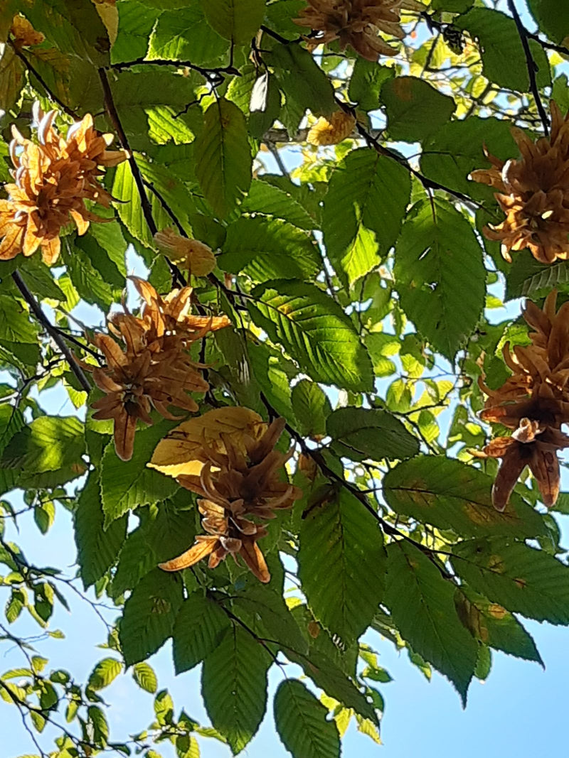Rami di un carpino bianco con foglie verdi e infruttescenze mature marroni contro il cielo blu.