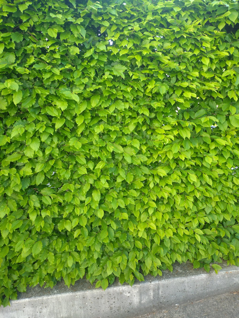 È visibile una siepe densa composta dalle tipiche foglie verde chiaro del carpino. Le foglie sono finemente dentellate e distribuite uniformemente.