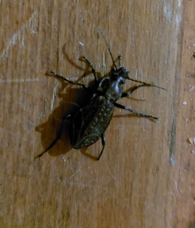 Scarabeo macinato del boschetto — Bild 1