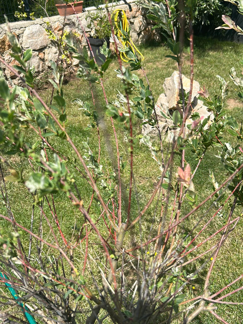 Si vede un giovane salice giapponese con rami rossastri e foglie screziate di verde e bianco. L'arbusto si trova in un giardino davanti a un muro di pietra.