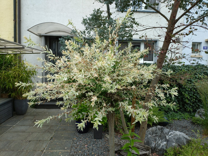 Si vede un salice giapponese con foglie caratteristicamente screziate di bianco e verde. L'arbusto si trova in un giardino lastricato davanti a una casa.