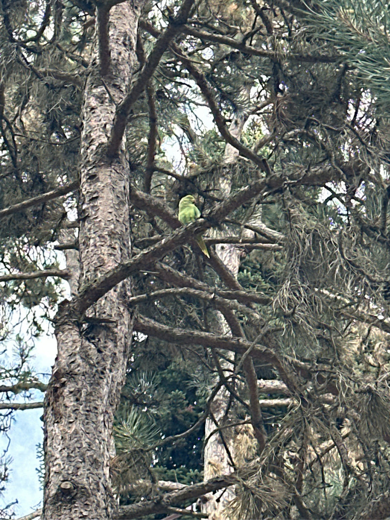 Parrocchetto dal collo ad anello — foto 3 di 12