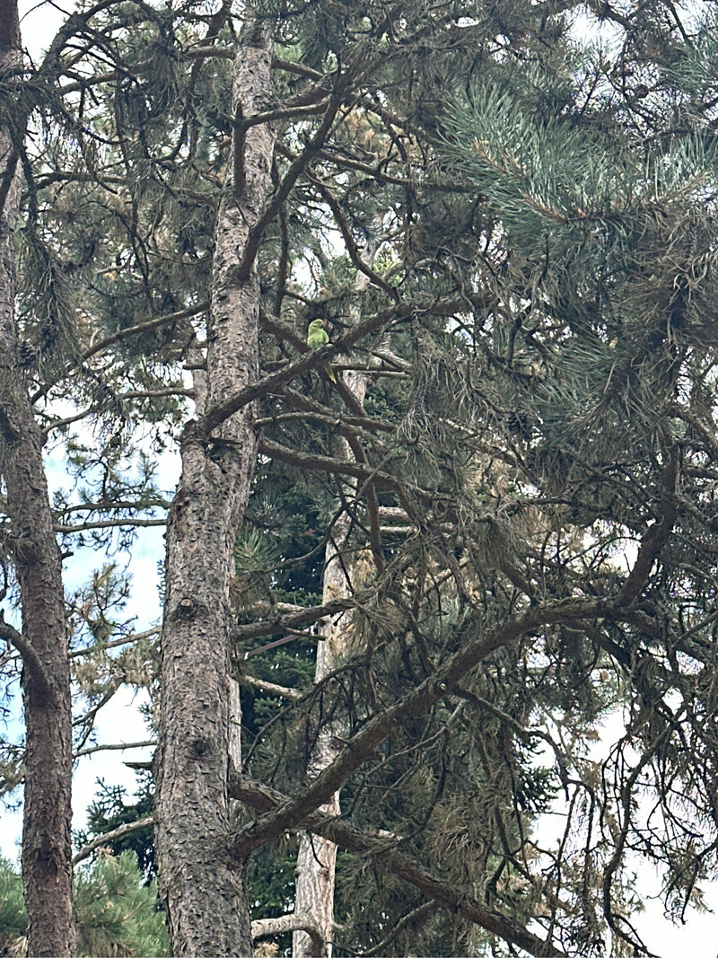Parrocchetto dal collo ad anello — foto 2 di 12