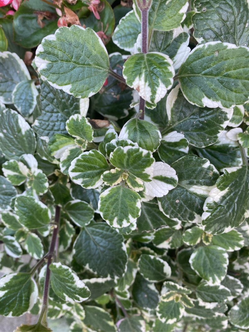 L'immagine mostra la pianta con le sue caratteristiche foglie verdi e bianche. La foto offre una vista ravvicinata della pianta dall'alto.