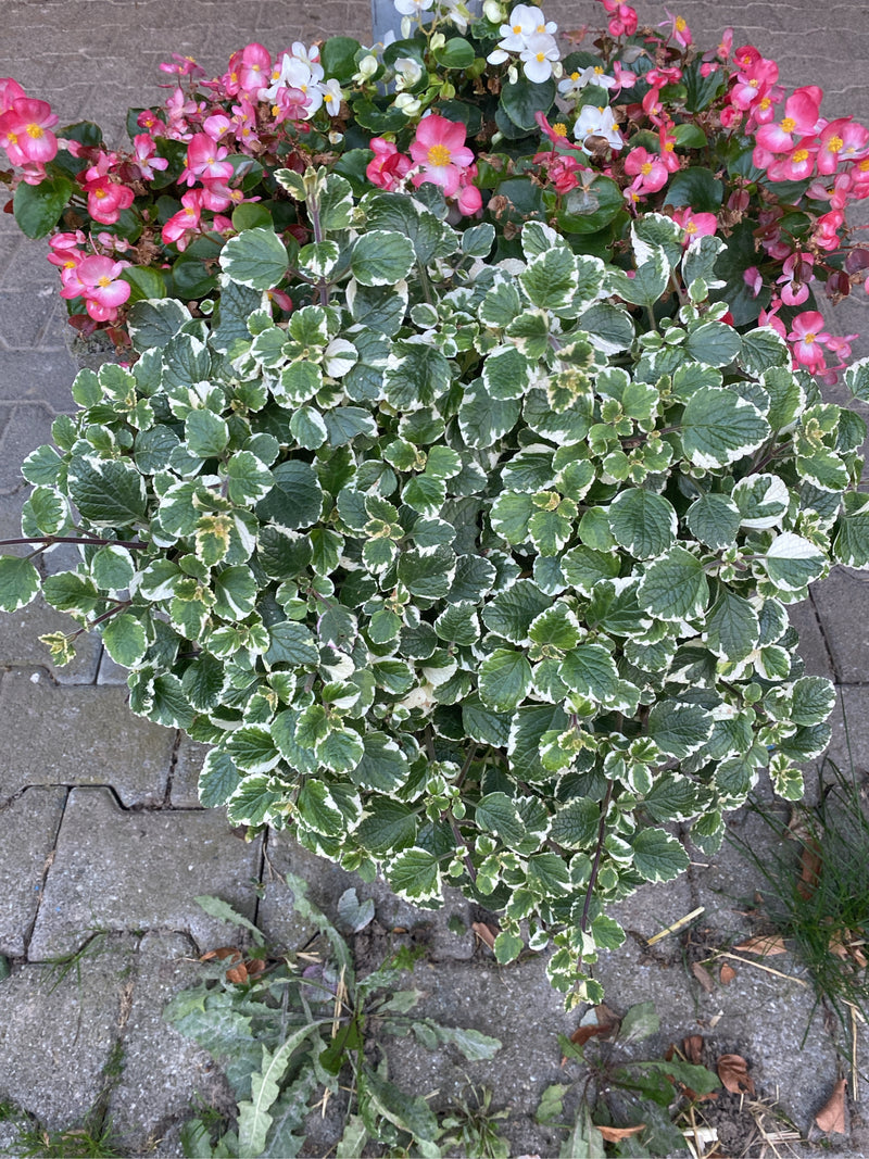 L'immagine mostra uno plectranthus con caratteristiche foglie verdi e bianche viste dall'alto. La pianta è in un vaso accanto ad altre piante da fiore.