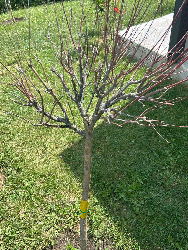 L'immagine mostra un piccolo albero senza foglie con un tronco dritto e sottili rami rossastri. Si trova su un prato in un giardino.