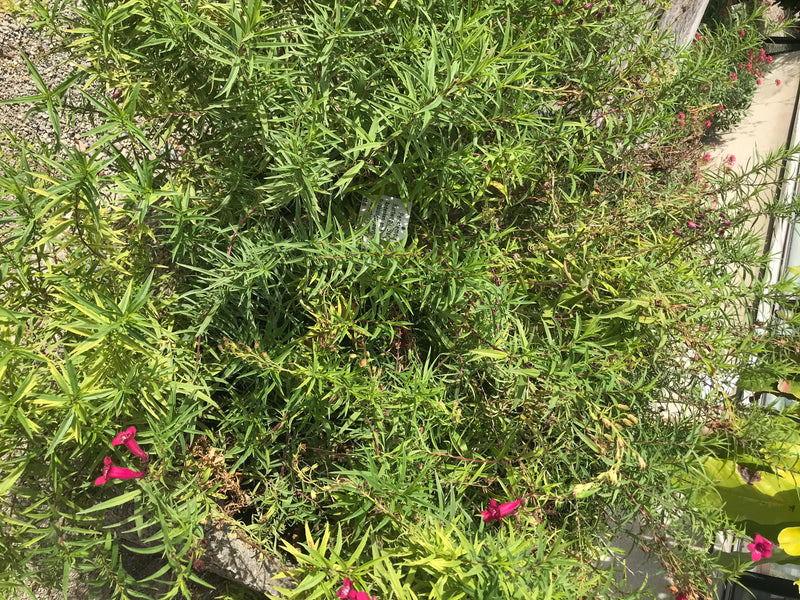 Hartwegs Bartfaden — foto 1 di 3