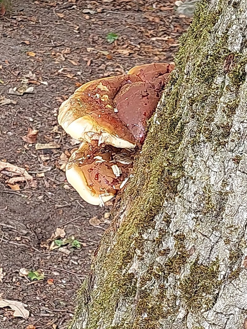 Un polyporus resinoso cresce alla base di un tronco d'albero coperto di muschio. La superficie lucida e marrone rossastra del corpo fruttifero è chiaramente ...