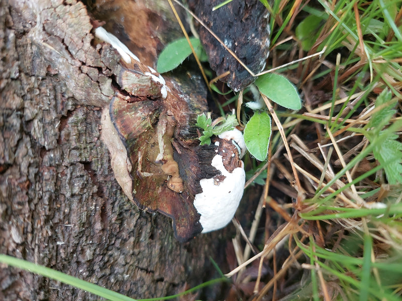 Si vede il corpo fruttifero del ganoderma resinoso che cresce su un pezzo di legno morto nell'erba. Le caratteristiche di crescita e i colori del fungo sono ...