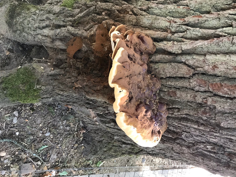 Si vede un grande corpo fruttifero marrone di Ganoderma resinaceo che cresce direttamente sulla corteccia di un tronco d'albero.