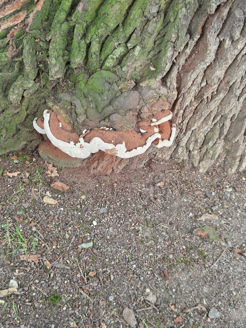 Un corpo fruttifero di fungo marrone con margine bianco cresce sulla parte inferiore del tronco di un albero. Si tratta del Ganoderma resinaceum.