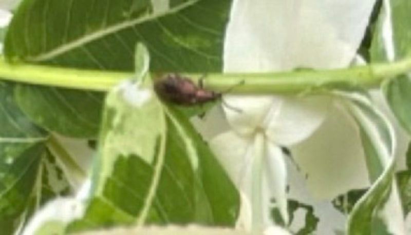 Piralide della nocciola — Bild 1