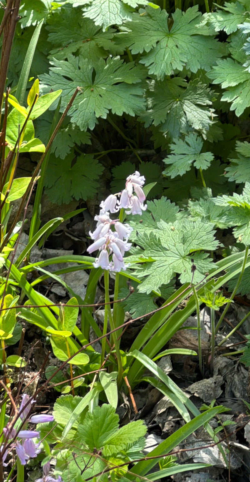 Campanule — Bild 4