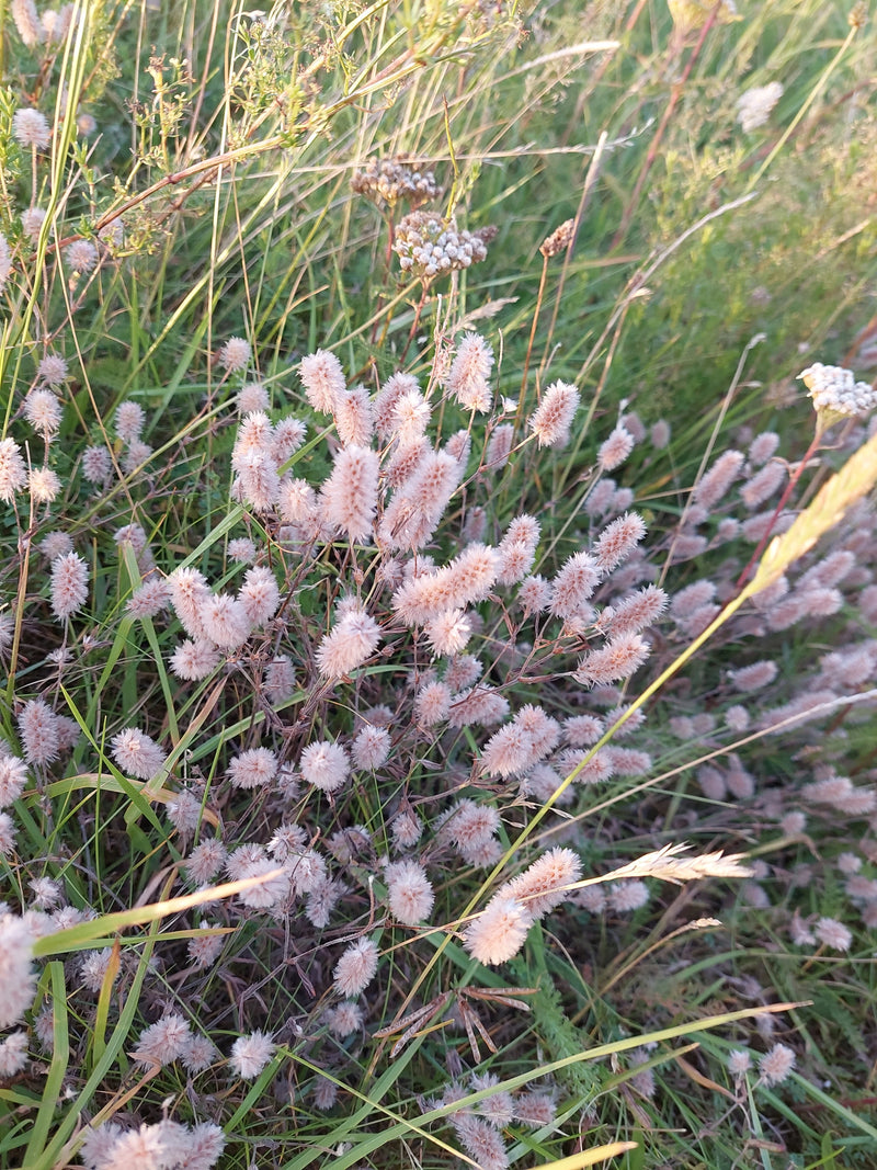 Trifoglio di coniglio — foto 2 di 3