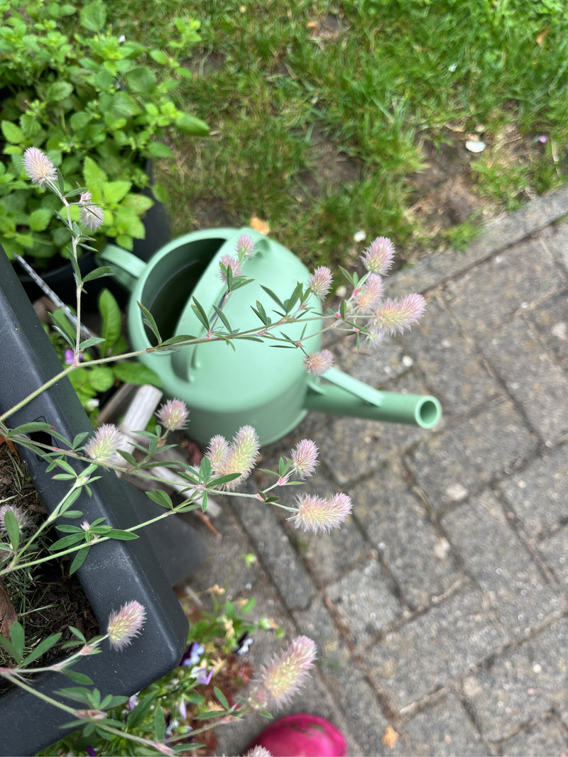 Trifoglio di coniglio — foto 3 di 3