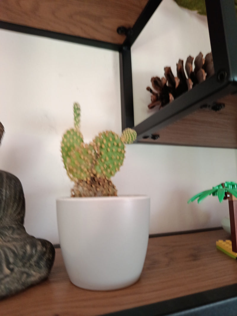 Cactus dell'orecchio di coniglio — Bild 1