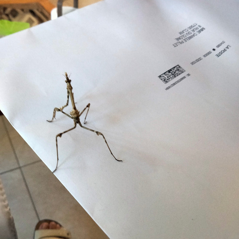 Haubenmantis — foto 1 di 1