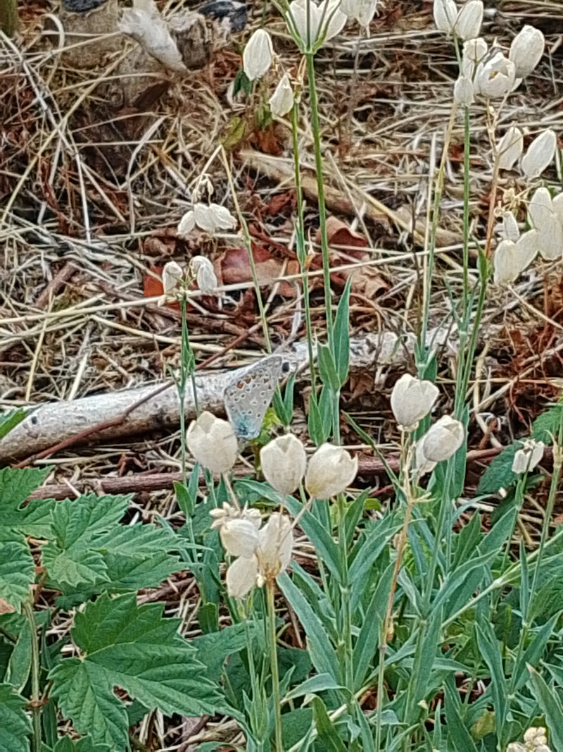 Un Polyommatus icarus riposa con le ali chiuse in un prato tra gli steli delle piante. Sullo sfondo si vede terreno secco con foglie appassite.