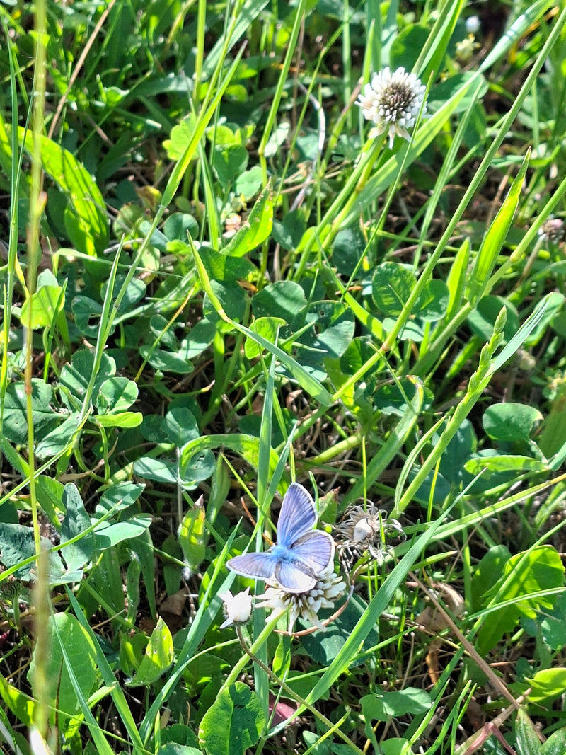 Un Polyommatus icarus riposa con le ali aperte su un fiore di trifoglio nell'erba alta. La vista dall'alto mostra il caratteristico maschio blu nel suo habit...