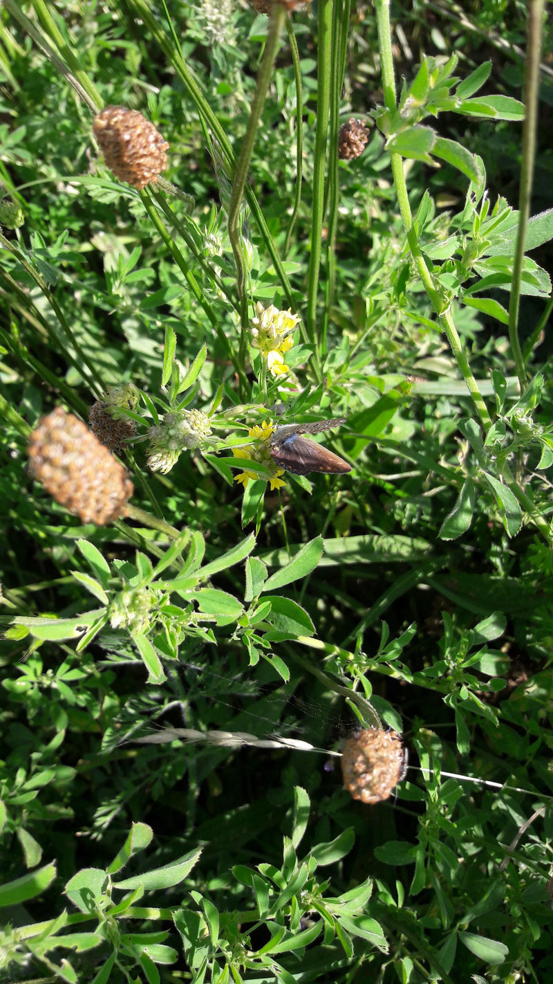 Un Polyommatus icarus è posato su piccoli fiori gialli in mezzo ad erba verde e piante di prato. Lo scatto mostra la farfalla da una prospettiva leggermente ...