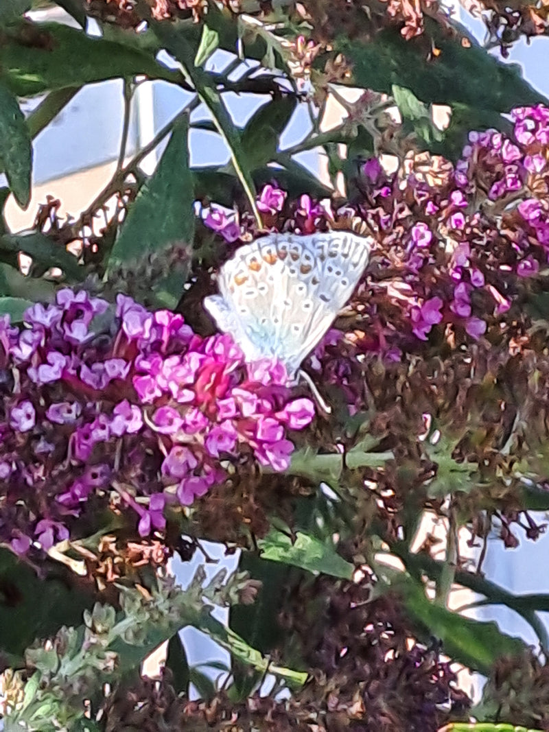Un Polyommatus icarus riposa con le ali chiuse su un'infiorescenza viola. La pagina inferiore delle ali mostra il tipico disegno maculato.