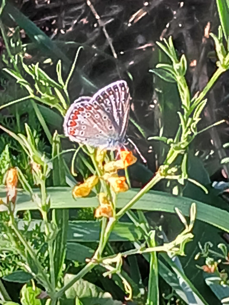 Un Polyommatus icarus riposa con le ali chiuse su una piccola pianta con fiori gialli. Sfondo di vegetazione verde.